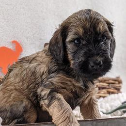Cavapoo and Whoodle Puppies from Gardner Lane Puppies