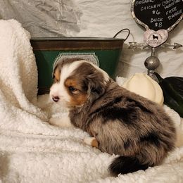 Charlie - Blue merle male Toy Australian Shepherd puppy in Logansport, Indiana from Sandy Hill Farm Aussies, LLC