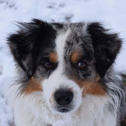 Buddy - Australian Shepherd