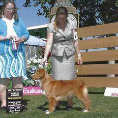 Taylor - Nova Scotia Duck Tolling Retriever