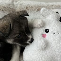 Siberian Husky Puppies from FamilyFur