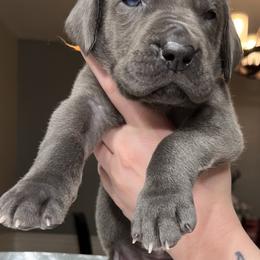 Great Dane Puppies from Mara Danes