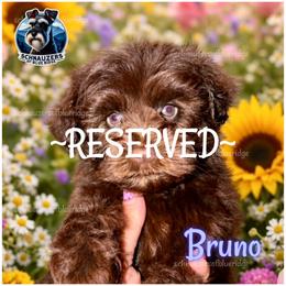 August (Bruno)- Reserved - Liver male Miniature Schnauzer puppy in Spruce Pine, North Carolina from Schnauzers of Blue Ridge