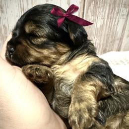 Yorkshire Terrier puppies from Sweet and Sassy Pups
