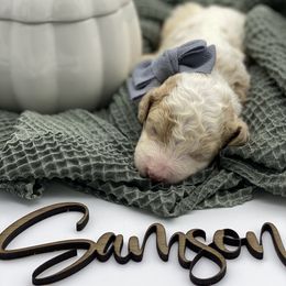 Boy 3 - Parti Goldendoodle puppy in Blanchard, Oklahoma from I Dream of Doodles