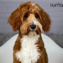Hunter - Goldendoodle