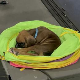Boxer Puppies from Reynolds Homestead Boxers