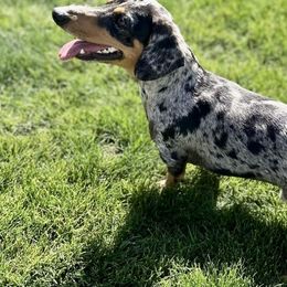 Oreo - Dachshund