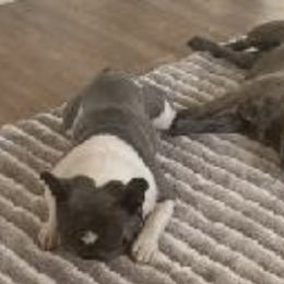 French Bulldogs from Corrill Family Frenchies