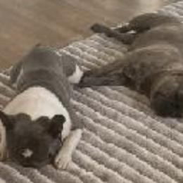 French Bulldogs from Corrill Family Frenchies