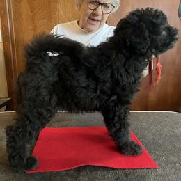 Boy 1 - male Pumi puppy in Salem, Oregon from Abiqua Pumik