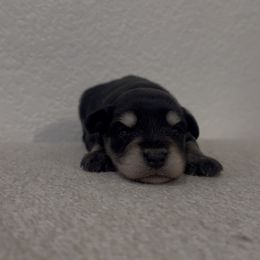 Girl 2 - Black and silver female Miniature Schnauzer puppy in Seagoville, Texas from JC miniature schnauzers