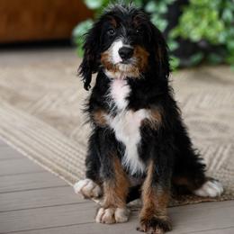 NYX (level 2 socialization program grad) - Tri-color female Bernedoodle puppy in Dundee, Ohio from Down Home Doodle