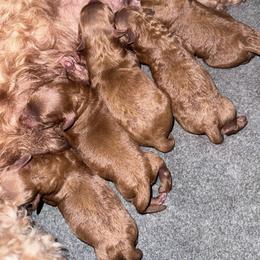 Male 4 - Red  male Poodle puppy in Modesto, California from Oso’s Red Toy, Mini, & Standard Poodles