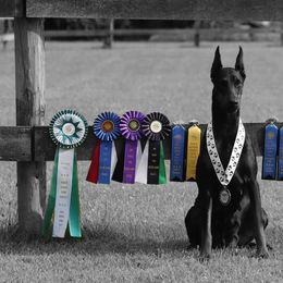 Doberman Pinschers from Kazimir Kennels of Indiana