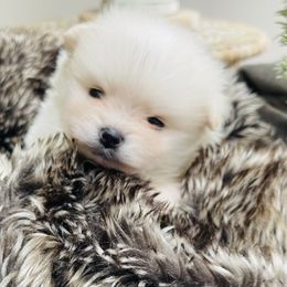 Max - White male Pomeranian puppy in Tucson, Arizona from Kristy's Pomeranians