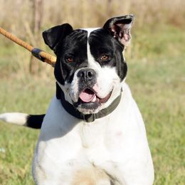 Talon - Alapaha Blue Blood Bulldog