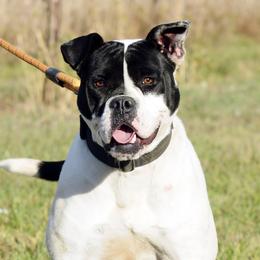 Talon - Alapaha Blue Blood Bulldog