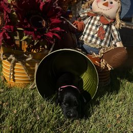 Pink Collar - Black female English Cocker Spaniel puppy in Ohatchee, Alabama from Otter Creek Kennels