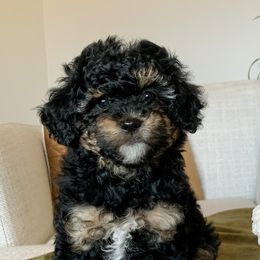 Cavapoos from Hess Cavapoos