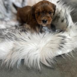 Havanese and Havapoo Puppies from Ladypawspuppies