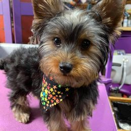 Georgie - Yorkshire Terrier