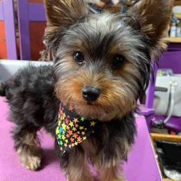 Georgie - Yorkshire Terrier