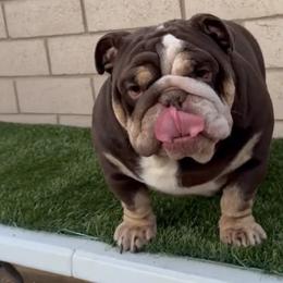 Truffles - Bulldog