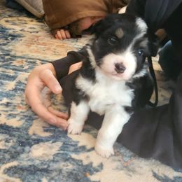 Miniature Australian Shepherd Puppies from Carter's Cuties