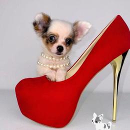 Gargamel - Merle male Chihuahua puppy in Naples, Florida from Naples Tiny Dogs
