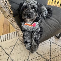 Minnie - Cockapoo