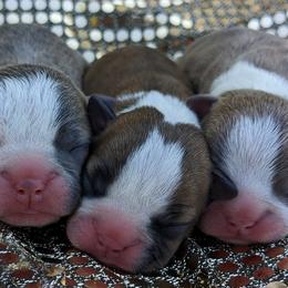 Boston Terrier Puppies from Sitsler Bostons