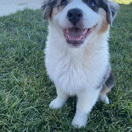 Australian Shepherd Puppies from Country Oaks Farm