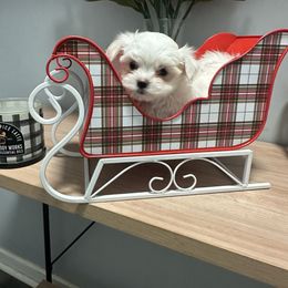 Girl - White female Maltese puppy in Charlotte, North Carolina from Toy Poodle and Maltese Perfection