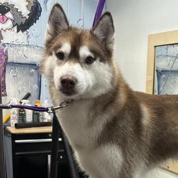 Siberian Huskies from Bleu Skies Siberian Huskies