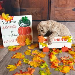 Colin - Cream male Poodle puppy in Fountain, Florida from Silva Royale Standard Poodles