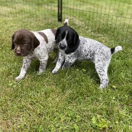 German Shorthaired Pointer Puppies from Thunder Mountain Gun Dogs