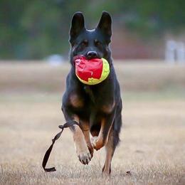 German Shepherds from Kriegshund-Zug German Shepherds