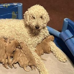 Goldendoodles from Beemba Goldens