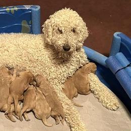 Goldendoodles from Beemba Goldens