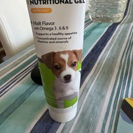 Poodle Puppies from ItalianToyPoodles