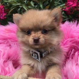 Pomeranian Puppies from Regal Poms