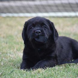 Labrador Retriever puppies from Ronara Labradors