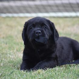 Labrador Retriever puppies from Ronara Labradors