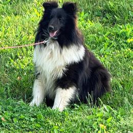 Ransom - Black and white male Shetland Sheepdog puppy in Pleasant Shade, Tennessee from Odyssey Shetland Sheepdogs
