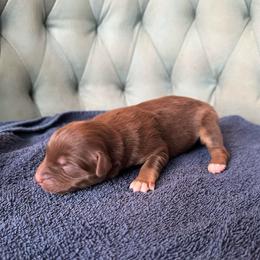 Girl 6 - Red tri-color female Australian Shepherd puppy in Bison, South Dakota from South Dakota Creekside Australian Shepherds