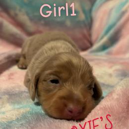 Girl 1 - Fawn (isabella) and cream female Dachshund puppy in Rushsylvania, Ohio from DNP Doxies