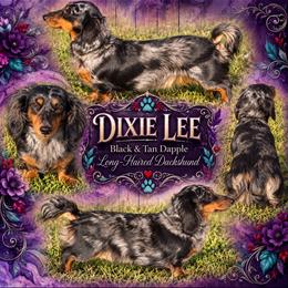 Dixie Lee - Dachshund