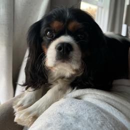Vivi - Cavalier King Charles Spaniel