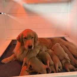 Male - Golden male Golden Retriever puppy in Lake Stevens, Washington from Sound Golden Retrievers